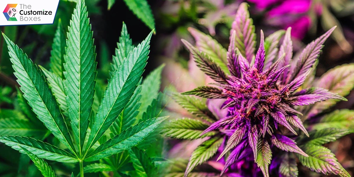 what-is-a-weed-cannabis-or-marijuana-flower